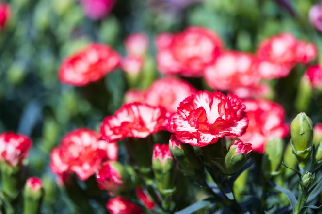 Goździk ogrodowy (Dianthus caryophyllus)