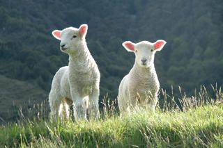Rzym: poświęcono dwie owieczki. Z ich wełny powstaną paliusze