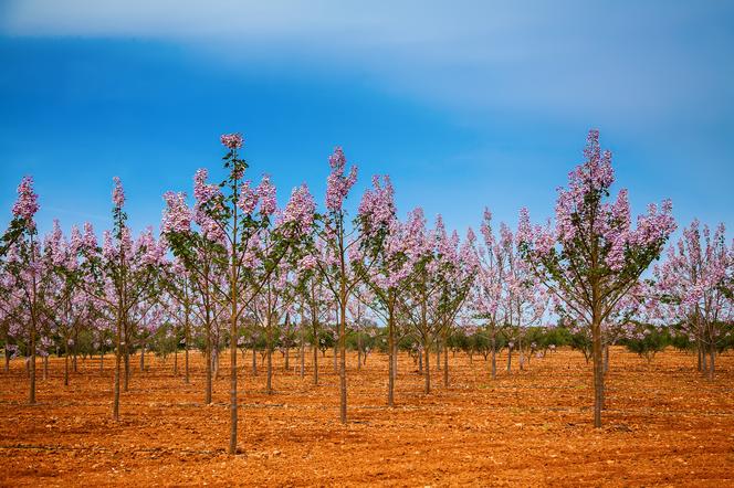 drzewo tlenowe paulownia