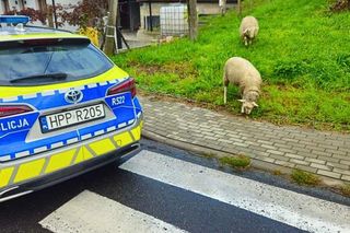 Policja w Raciborzu ratowała owce na ulicy