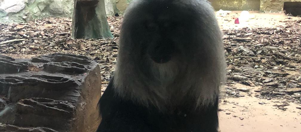 Dzień Małpy w łódzkim ZOO 