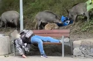 Śpiący królewicz z Gdyni. Nawet dzika impreza dzików nie zmąciła jego snu [WIDEO]