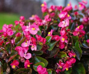 Begonia stale kwitnąca