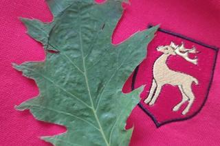 Cud w Parczewie. Liść ze świętego drzewa na sprzedaż za ponad pół tysiąca złotych! Ktoś zwietrzył interes