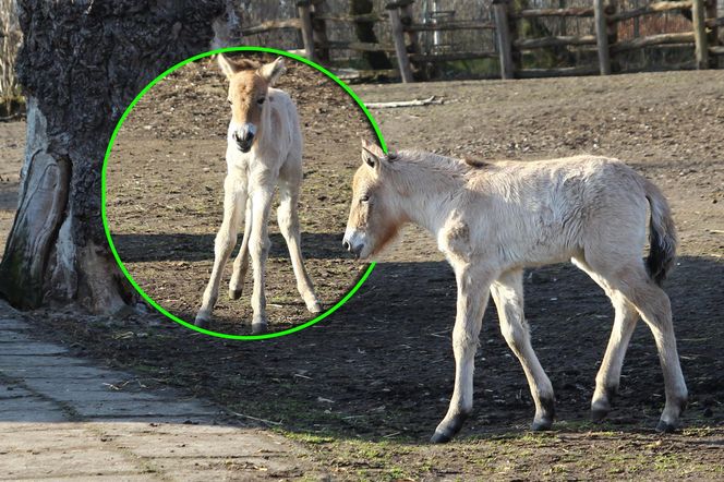 Warszawskie zoo ma nowego mieszkańca. To trzecie dziecko Primy i Larsa