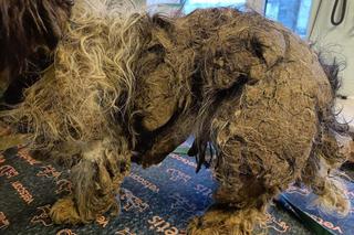 Filipek walczy o zdrowie i życie. Gdy go odbierano, nawet kształtem nie przypominał psa