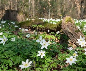 Zawilec gajowy (Anemone nemorosa)