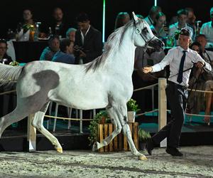 Porażka Pride of Poland 2024? Zyski są zdecydowanie niższe niż rok temu