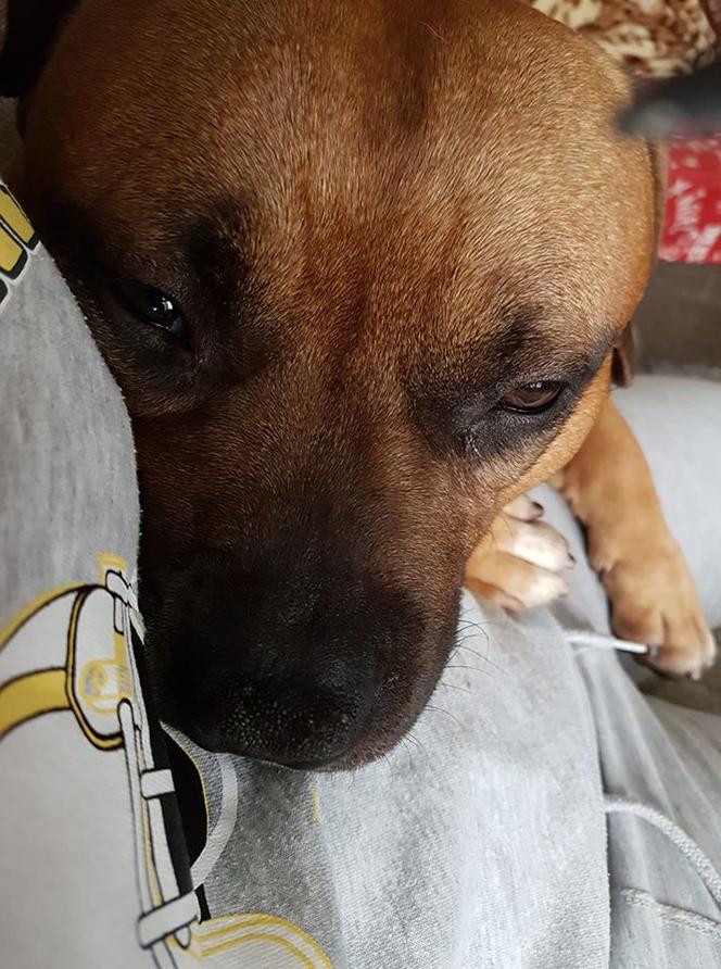 Psy na kwarantannie. Część 1 