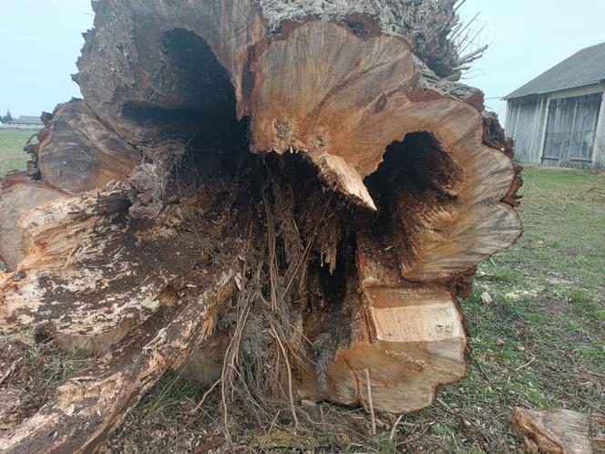 Horror na Mazowszu, potężna wierzba runęła na braci! Jeden stracił zęby, drugi życie