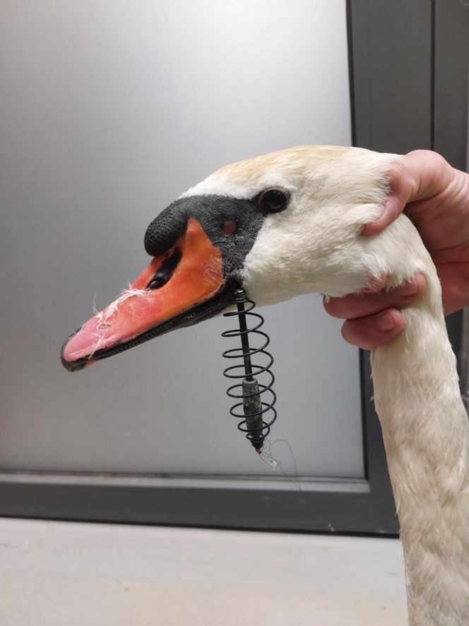 Śmierć w żyłce. Warszawskie ptaki giną przez śmieci wędkarzy.