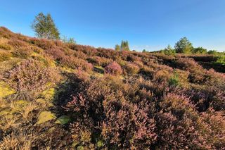 Rezerwat Wrzosowiska w Okonku