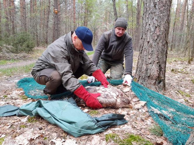 Ranny bielik został znaleziony na terenie Nadleśnictwa Siedlce 28.04.2023