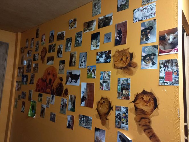 Poszukiwani wolontariusze do pomocy w Kociarni w Lesznie