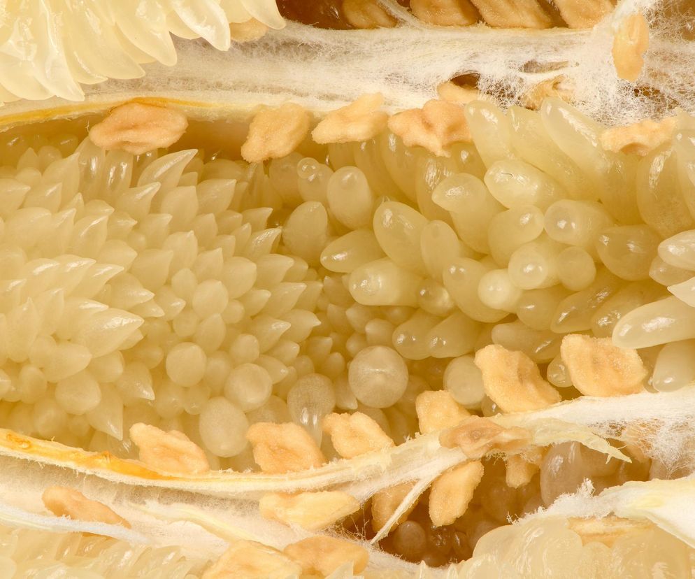 Bogaty w witaminę C, ale mało kto go zna. Wzmacnia odporność, chroni przed miażdżycą