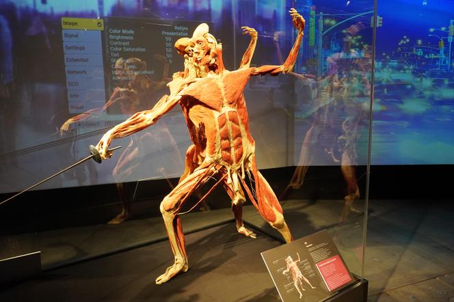 Wystawa z ludzkiego ciała. Body Worlds powróciła do Gdańska po 5 latach 