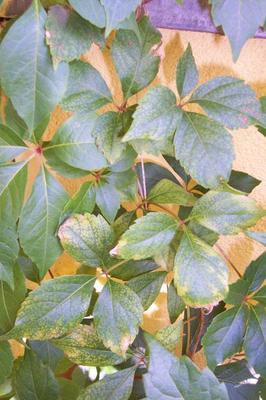 Winobluszcz: przebarwienia liści