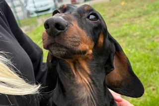 Ten jamnik całe życie nie wychodził na zewnątrz. Żył w jednym pokoju z 85 yorkami w pseudohodowli w Bydgoszczy