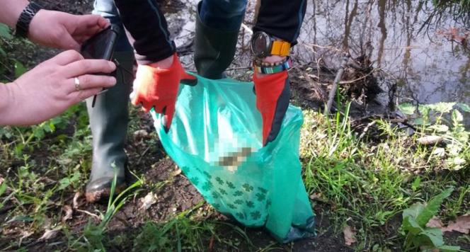 Wsadzili trzy kocięta do reklamówki, obciążyli kamieniem i wrzucili do rzeki. Policja szuka sprawców [ZDJĘCIA]