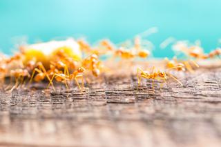 Mrówki faraona (Natrętka domowa) w domu. Jak się pozbyć mrówek faraona z mieszkania
