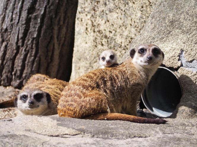 Surykatki w warszawskim ZOO oszalały ze szczęścia! To trzeba zobaczyć!