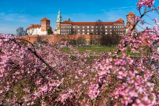 Piękna wiosna już w Krakowie [ZDJĘCIE DNIA]