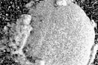 Kosmiczne grzyby na Marsie! Szokujące odkrycie naukowców