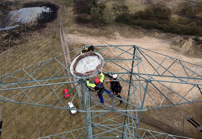 Montaż platformy lęgowej dla rybołowów w Nadleśnictwie Kliniska w okolicach miejscowości Inoujście 