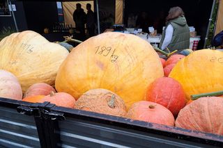 Święto Dyni 2025 - Centrum produktu Lokalnego Rzuchowa