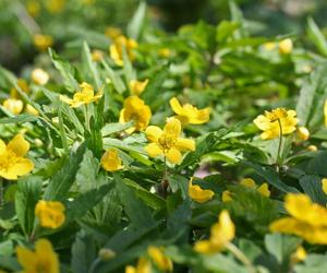 Zawilec żółty (Anemone ranunculoides)