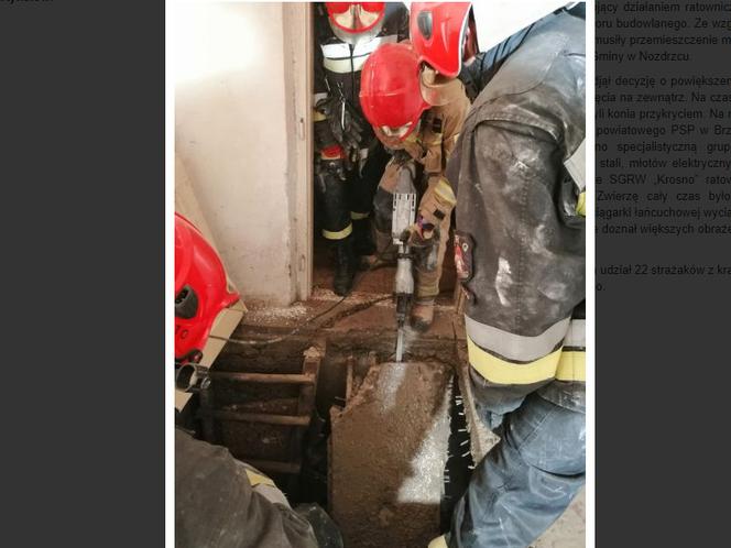 Podkarpacie: Tak imprezowali, że koń wpadł do piwnicy
