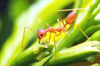 Mrówki - które są niebezpieczne?
