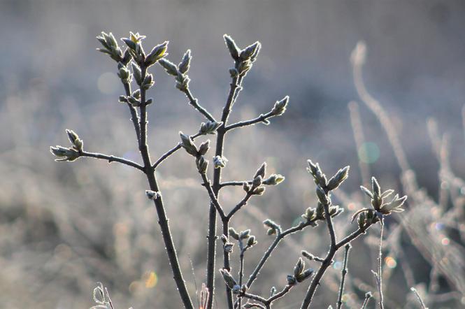 Zimni ogrodnicy dadzą się we znaki! Gwałtowne ochłodzenie w Tarnowie 