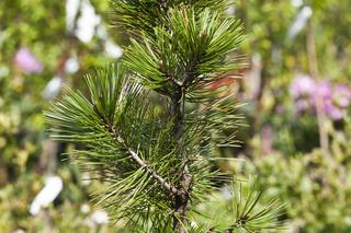 Sosna bośniacka - Pinus heldreichii