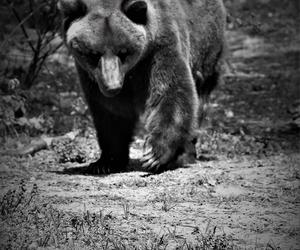 Ogromny smutek w ZOO w Poznaniu! Nie żyje niedźwiedź Pietka