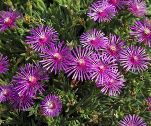 Delosperma - Delosperma
