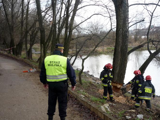 Bobry podcięły jedno z drzew przy ścieżce rowerowej na WYbrzeżu Helskim