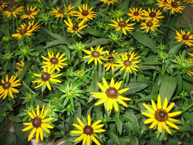 Rudbekia błyskotliwa ‘Little Goldstar’