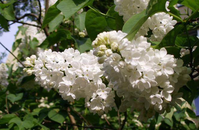 Lilak pospolity 'Mme Florent Stepman' - Syringa vulgaris 'Mme Florent Stepman'
