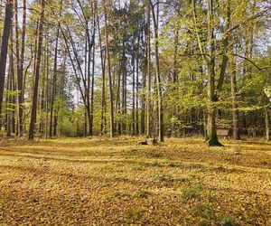 To najpopularniejsze miejsce na spacery w Olsztynie. Zobacz Las Miejski w jesiennych barwach [ZDJĘCIA]