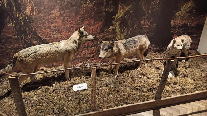 Muzeum Przyrody w Olsztynie. Poznajcie faunę oraz florę Warmii i Mazur