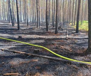 Pożar w Borach Tucholskich. Park Narodowy ostrzega! Występuje duże zadymienie