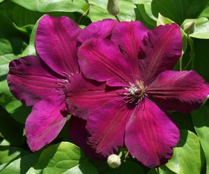 Jak przezimować tawułki i clematis uprawiane w donicach? 