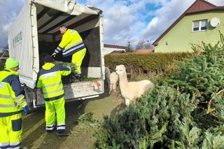 Alpaki spod Gorzowa czekają na... choinki! Co można zrobić ze świątecznym drzewkiem?