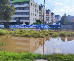 Stabłowice. Tak ratowali gołębie z działek