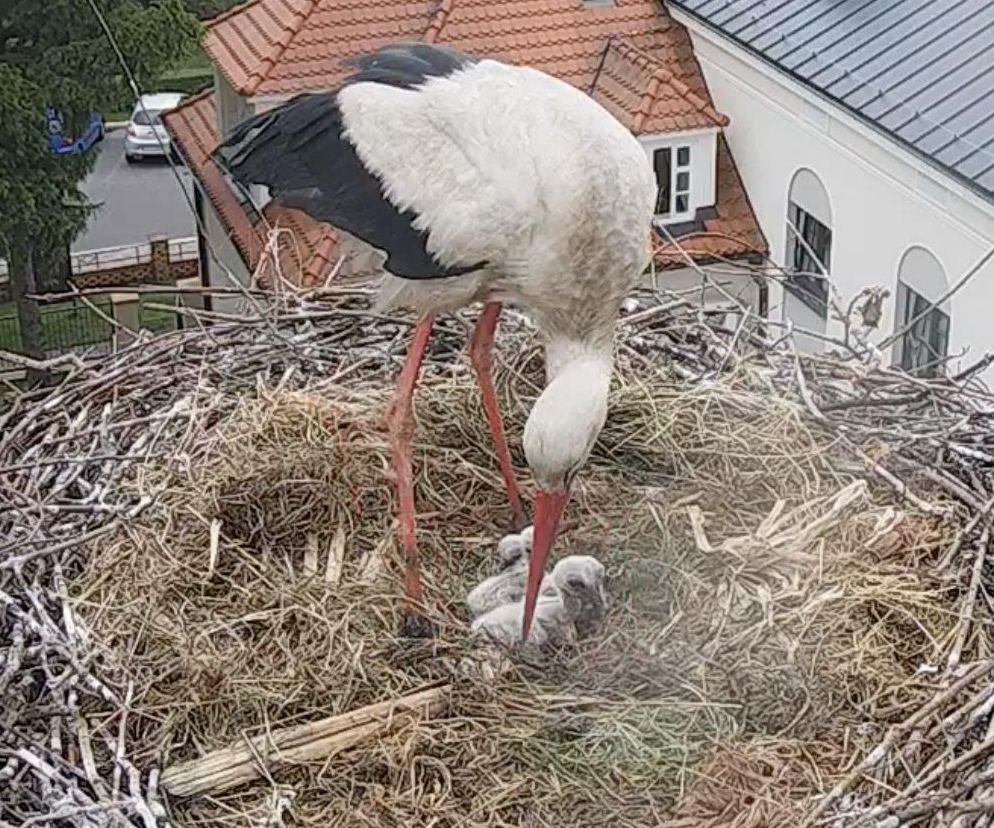 Małe bociany już są! Radość w gnieździe Przygody i Dziedzica w Przygodzicach