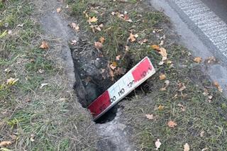 Warszawa. Bóbr wykopał norę przy jezdni! Droga groziła osunięciem