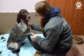 Milka ponownie trafiła do przytuliska Reksio w Bojanie 