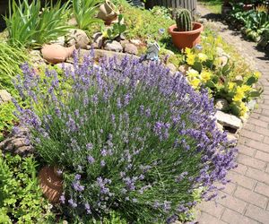 Lawenda wąskolistna = Lawenda lekarska - Lavandula angustifolia