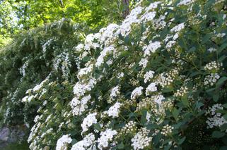 Tawuła van Houtte'a - Spiraea x vanhouttei